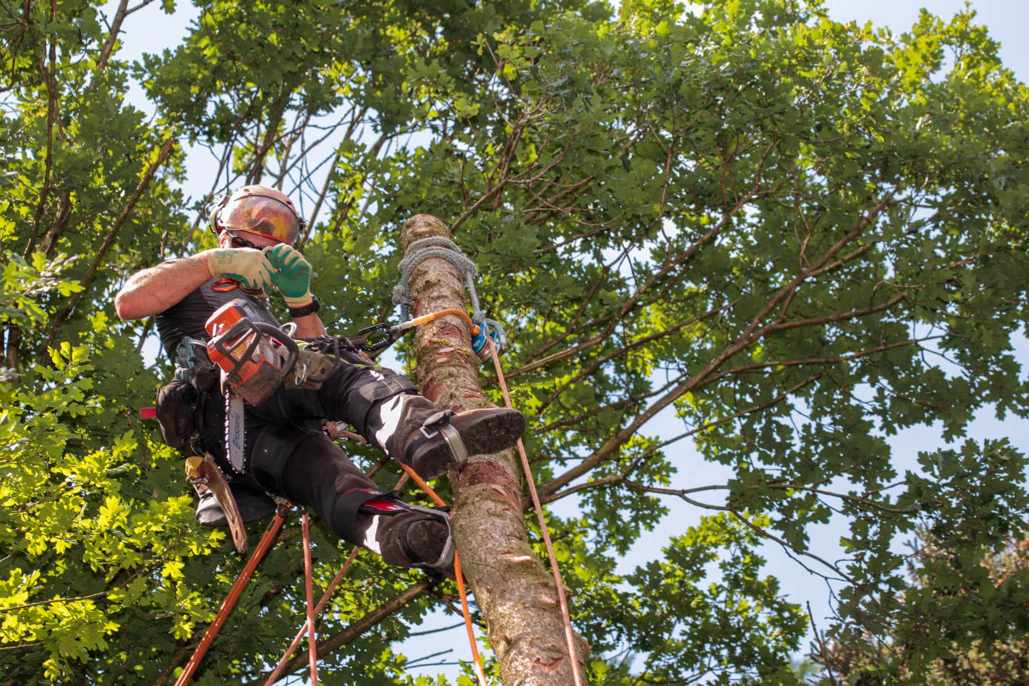 Tree Surgeon